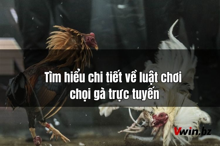 Tìm hiểu chi tiết về luật chơi đá gà trực tuyến